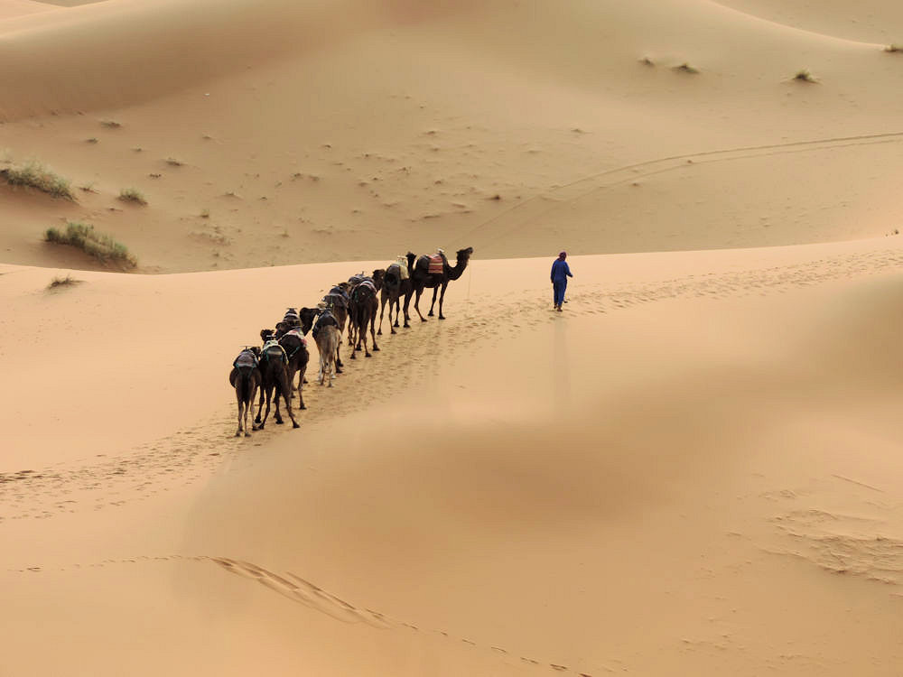 Dromedarios en el Erg Chebbi, Marruecos