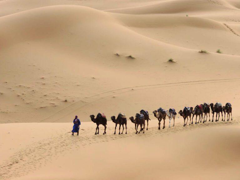 Dromedários em Erg Chebbi, Marrocos