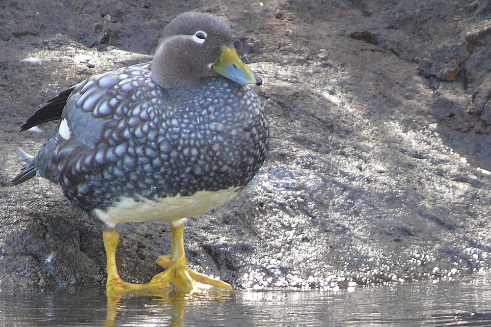 Pato vapor, Lago Futalaufquen, Parque Nacional Los Alerces, provincia del Chubut, Argentina