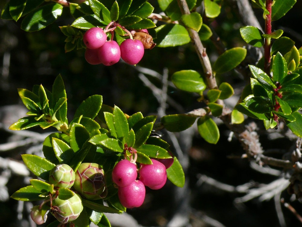 Frutos de Chaura (Gaultheria mucronata) en el Parque Nacional Los Alerces, provincia del Chubut, Argentina