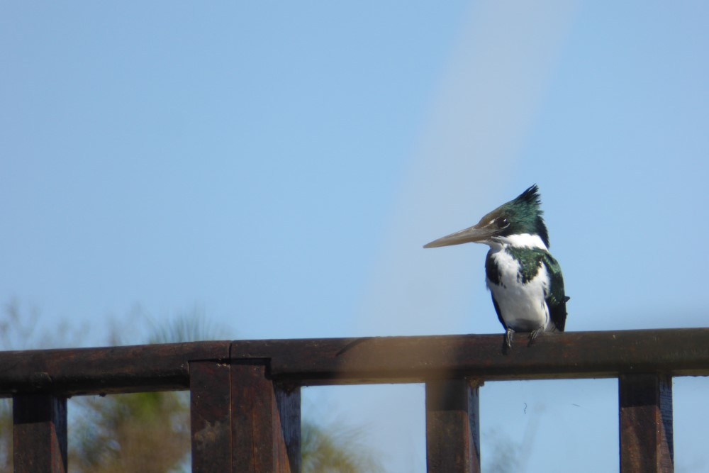 Martín Pescador en Esteros del Iberá, provincia de Corrientes, Argentina