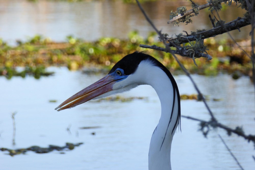Garza mora en Esteros del Iberá, provincia de Corrientes, Argentina