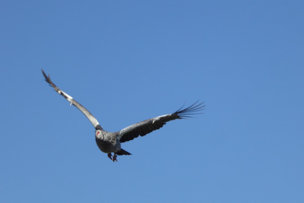 Chajá (Chauna torquata) en Esteros del Iberá, provincia de Corrientes, Argentina