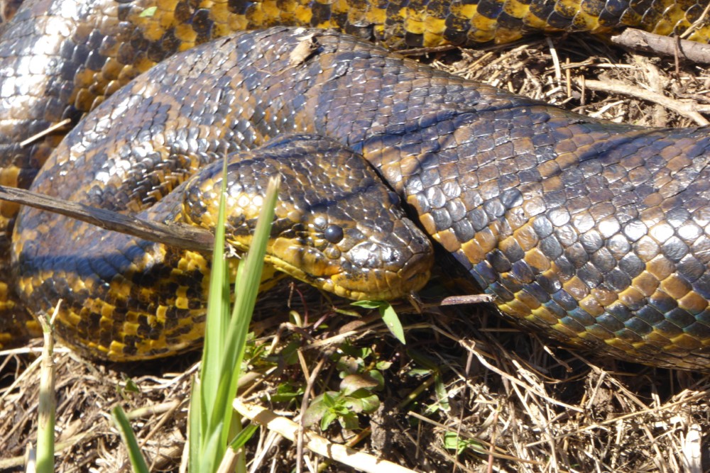 Anaconda amarilla en Esteros del Iberá, provincia de Corrientes, Argentina