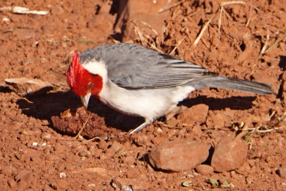 Cardenal (Paroaria dominicana) en Esteros del Iberá, provincia de Corrientes, Argentina