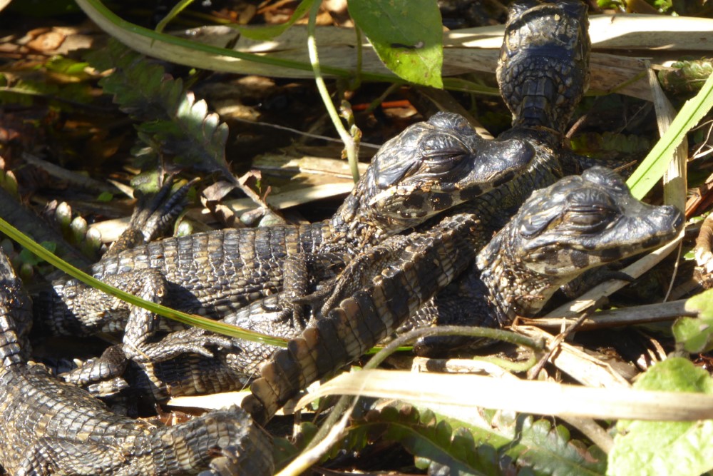 Bebés de yacaré en Esteros del Iberá, provincia de Corrientes, Argentina