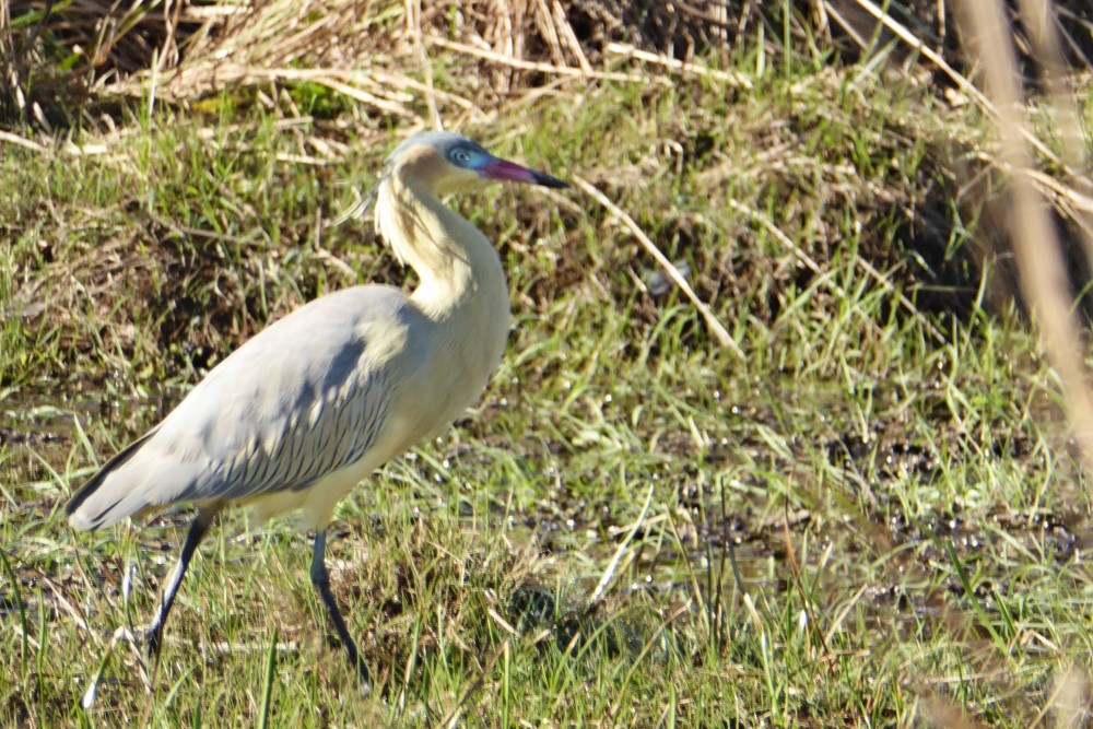 Garza Silbadora (Syrigma sibilatrix) en Esteros del Iberá, provincia de Corrientes, Argentina