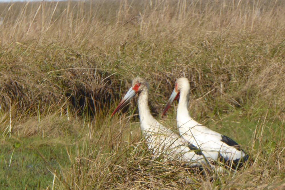 Cigüeñas en Esteros del Iberá, provincia de Corrientes, Argentina