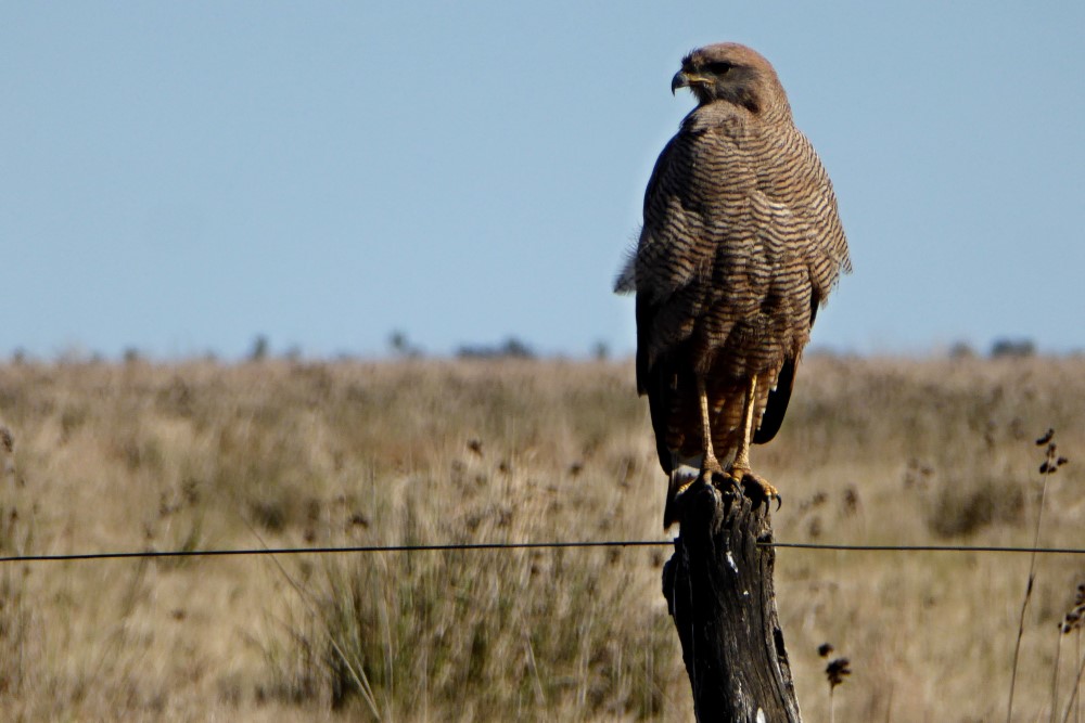 Aguilucho Colorado (Buteogallus meridionalis) en Esteros del Iberá, provincia de Corrientes, Argentina