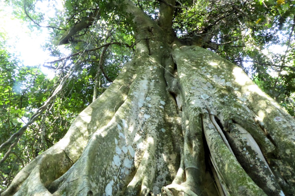 Sendero a Playa de Abraãozinho, Ilha Grande, Rio de Janeiro, Brasil