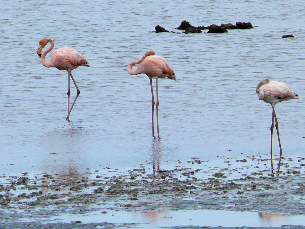 Flamencos