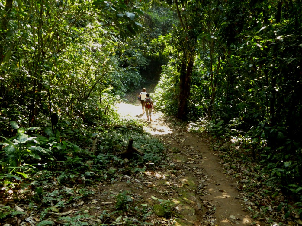 Trilha entre a Praia da Lagoa e a Praia do Simão, Ubatuba, Brasil