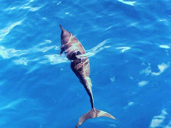 Delfin rotador, Fernando de Noronha, Brasil