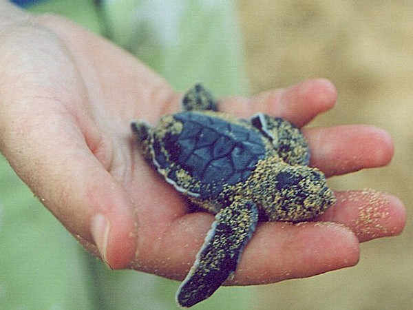 Tortuga recién nacida, Fernando de Noronha, Brasil
