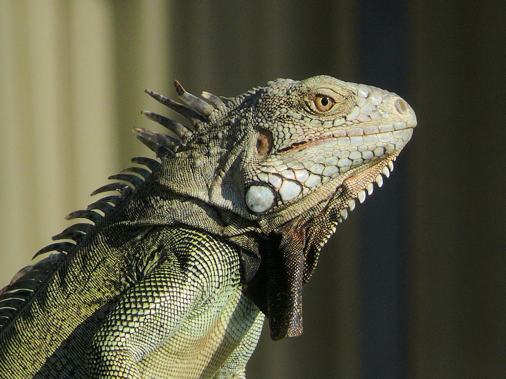 Iguana