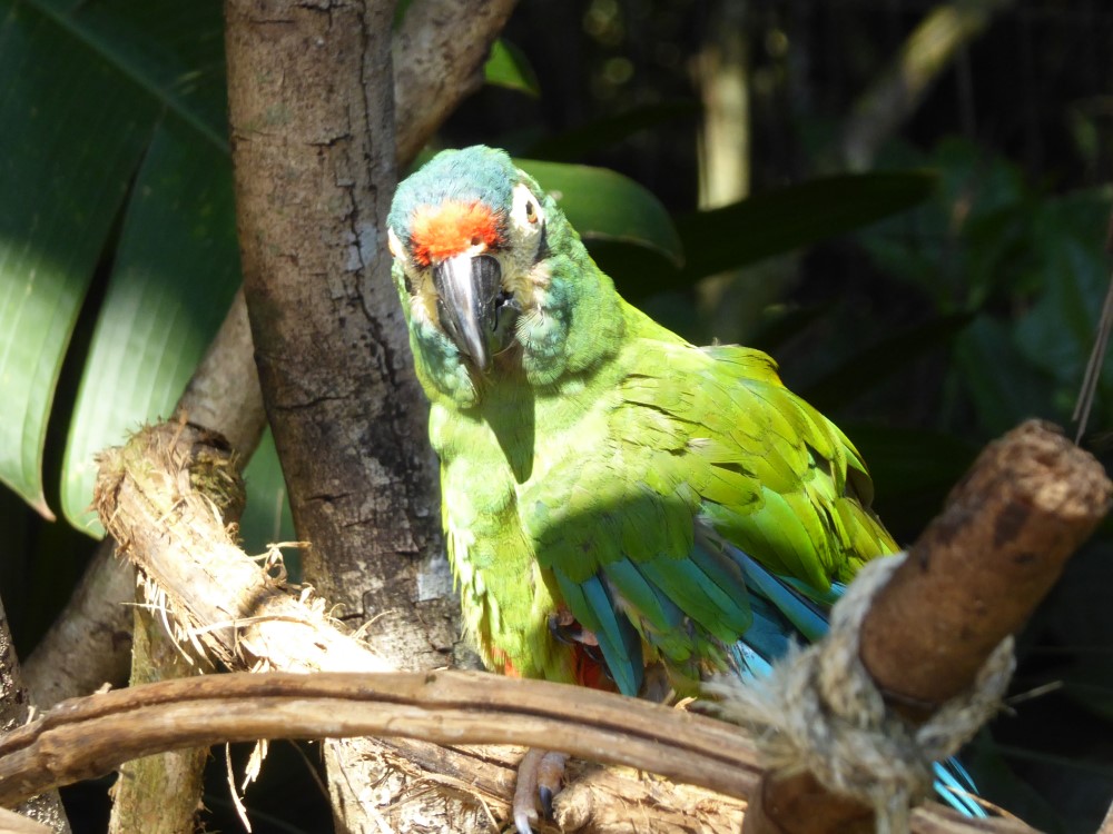 Arara (Família Psittacidae), Parque das Aves, Foz de Iguaçu, Estado de Paraná, Brasil