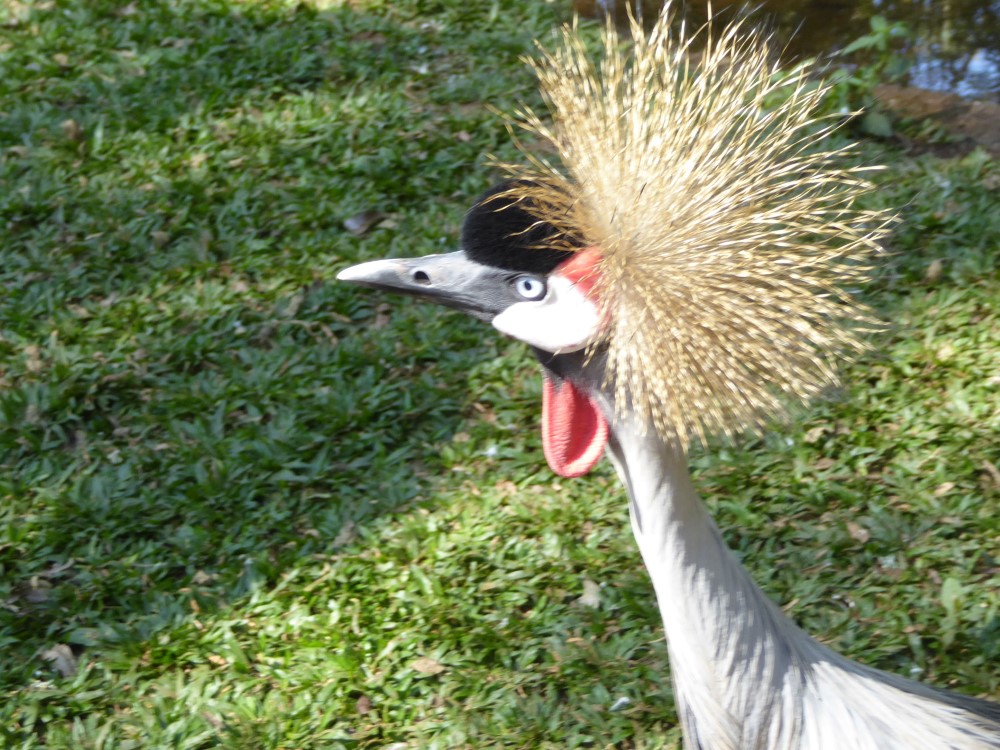 Grulla Coronada (Balearica regulorum), Parque das Aves, Foz de Iguaçu, Estado de Paraná, Brasil