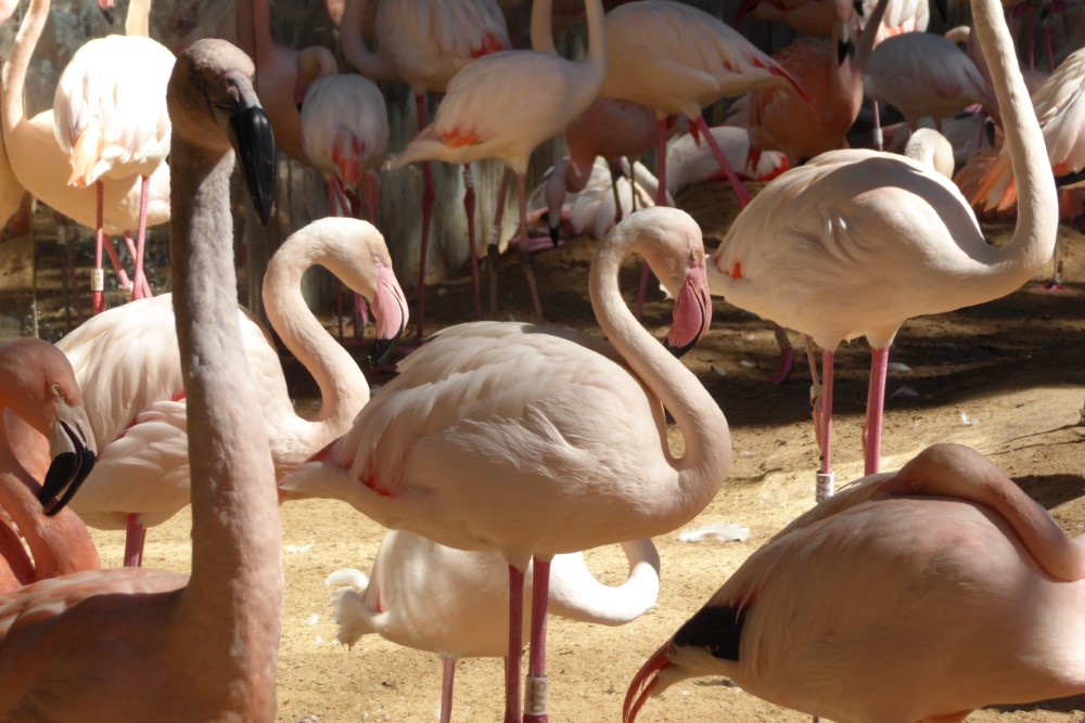 Flamencos, Parque das Aves, Foz de Iguaçu, Estado de Paraná, Brasil
