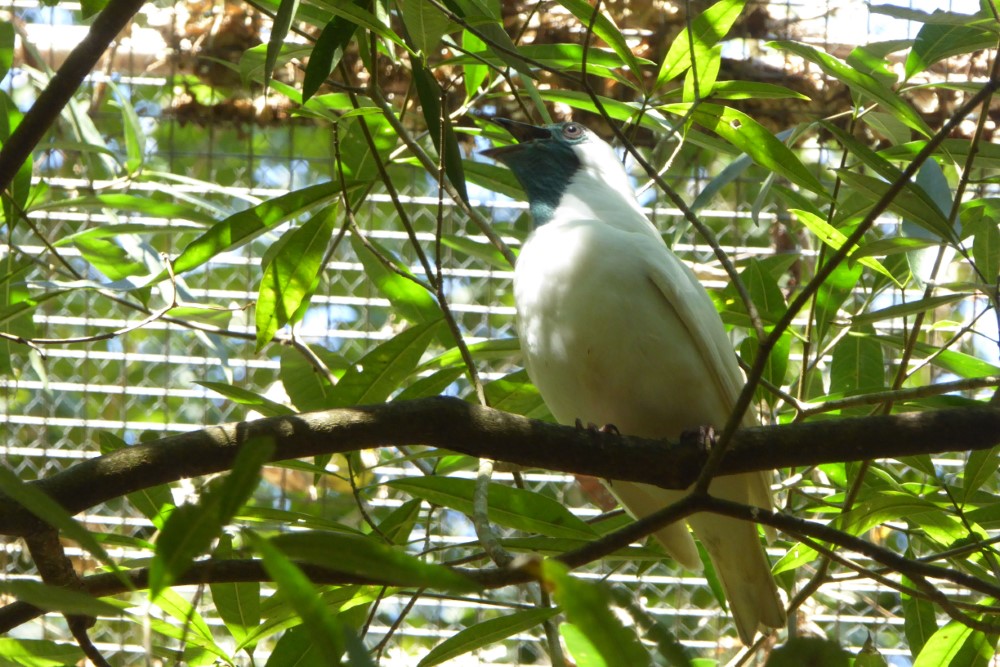 Araponga o pájaro campana (Procnias nudicollis), Parque das Aves, Foz de Iguaçu, Estado de Paraná, Brasil
