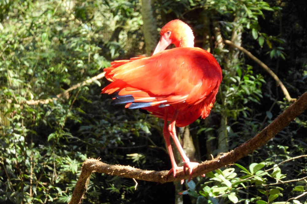 Ibis escarlata (Eudocimus ruber) ,Parque das Aves, Foz de Iguaçu, Estado de Paraná, Brasil