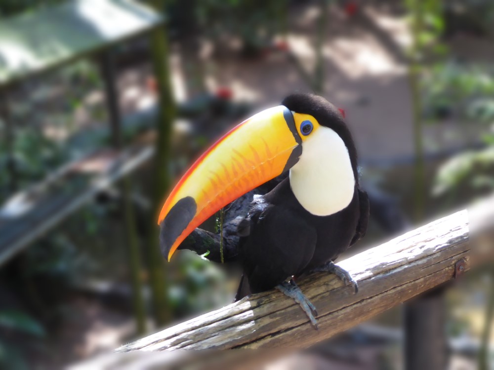 Tucán (familia Ramphastidae), Parque das Aves, Foz de Iguaçu, Estado de Paraná, Brasil