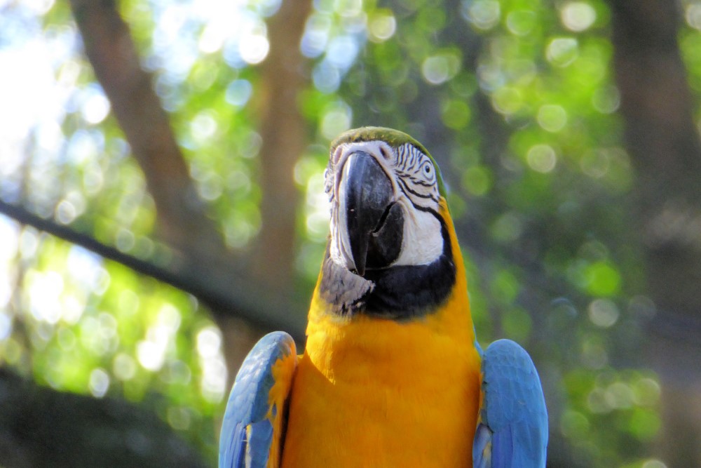 Arara (Família Psittacidae), Parque das Aves, Foz de Iguaçu, Estado de Paraná, Brasil