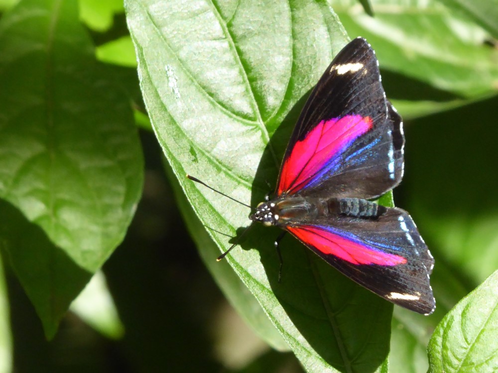 Mariposa, Parque das Aves, Foz de Iguaçu, Estado de Paraná, Brasil