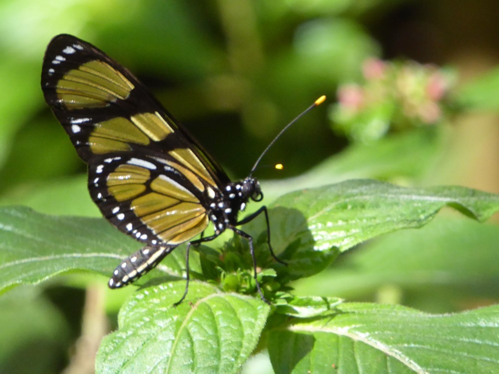 Mariposa, Parque das Aves, Foz de Iguaçu, Estado de Paraná, Brasil