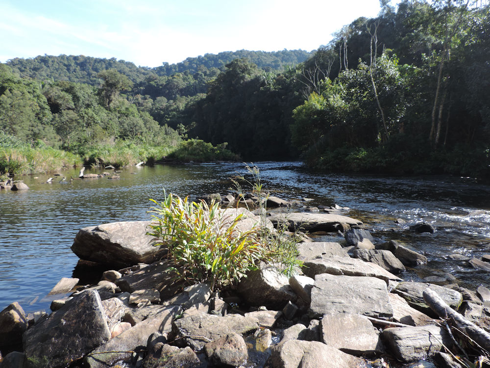Sendero de la Pirapitinga, Parque Estadual da Serra do Mar, San Pablo, Brasil