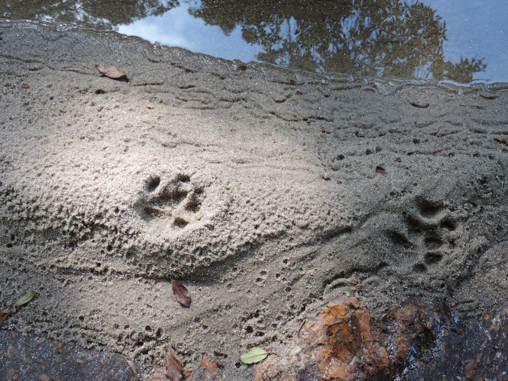 Pisada de jaguatirica en la arena del Poço do Pito, Parque Estadual da Serra do Mar, San Pablo, Brasil