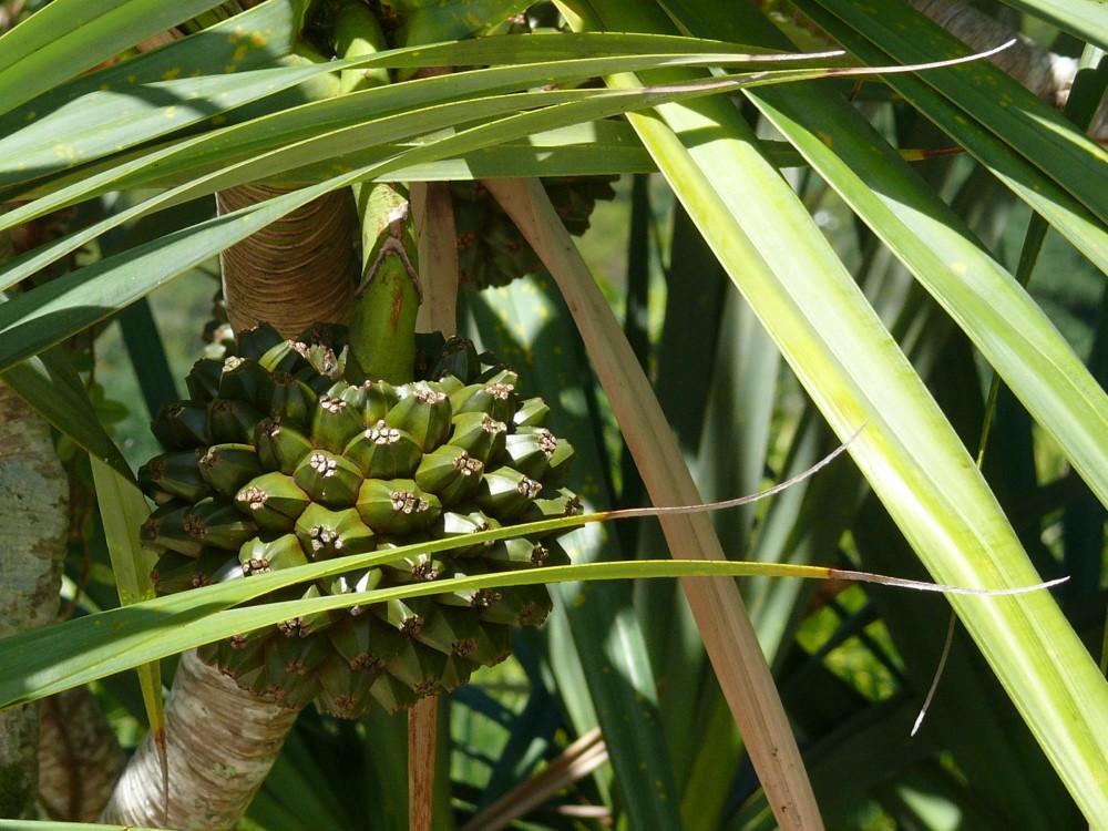 Drupa de pandanus en el sendero a Playa Deserta, Ubatuba, San Pablo, Brasil