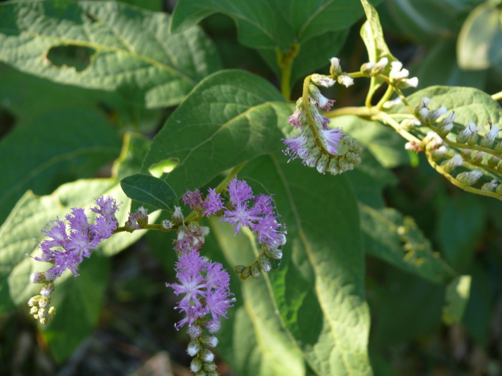 Hierba de San Simón (Vernonia polysphaera), sendero a Playa Deserta, Ubatuba, San Pablo, Brasil