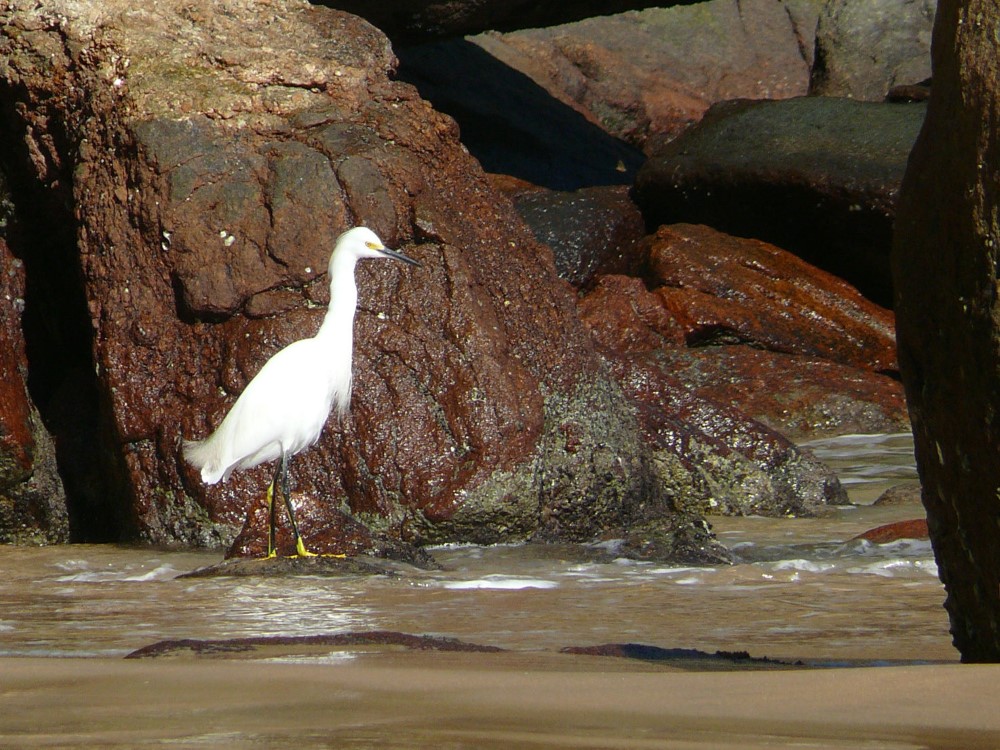 Garza en Playa Grande de Bonete, Ubatuba, San Pablo, Brasil