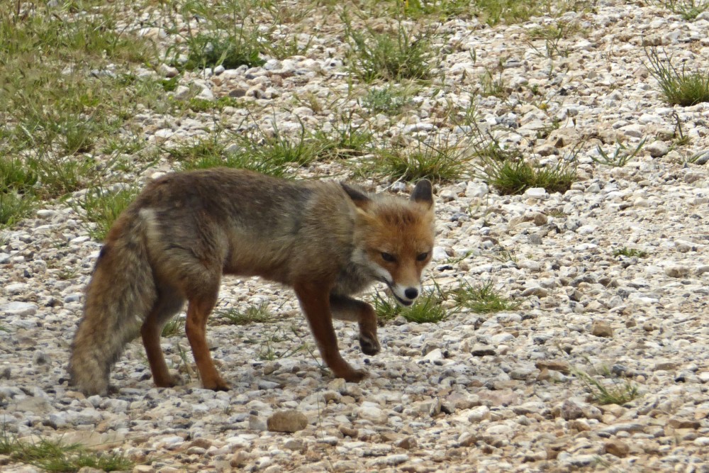 Zorro en el Castillo de Queribus, Cucugnan (Languedoc), Francia