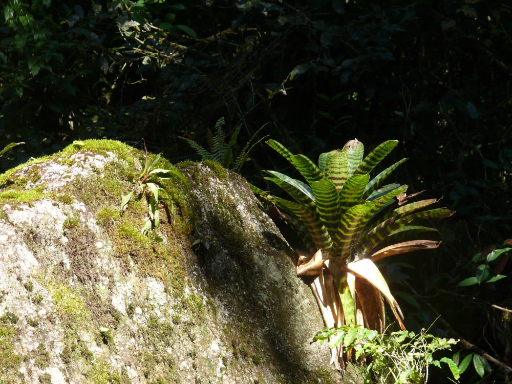 Bromelia en Pedra da Rasa, Rasa, Ubatuba, estado de San Pablo, Brasil