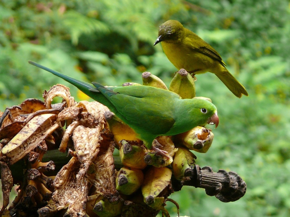 Pericos (Brotogeris tirica) en la Casa da Farinha, Ubatuba, estado de San Pablo, Brasil