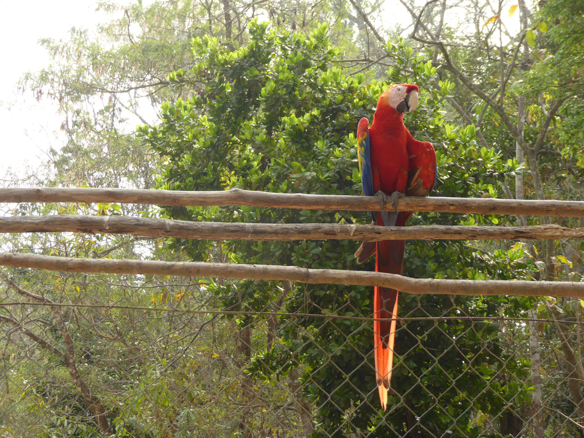 Arara, Sítio Arqueológico de Copán, Honduras