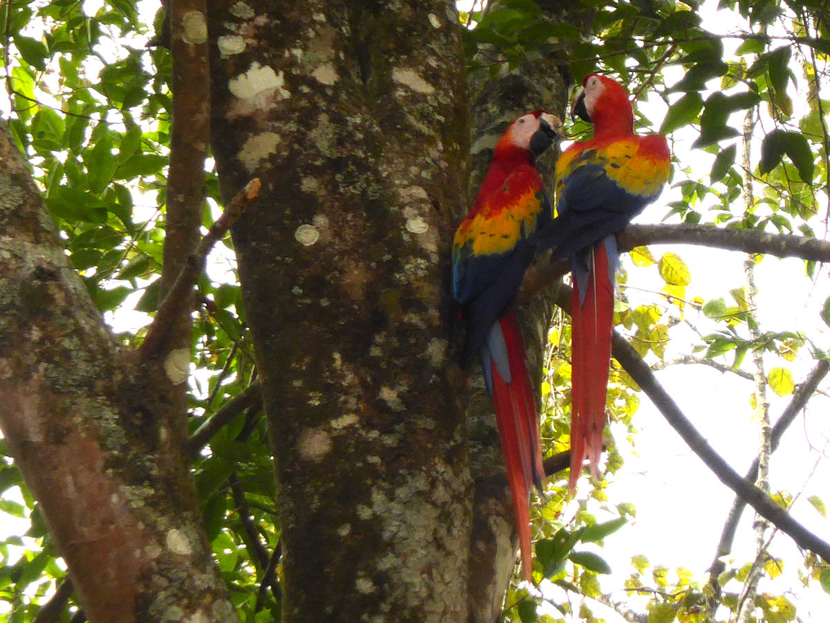 Araras no sítio arqueológico de Copán Ruinas, Honduras