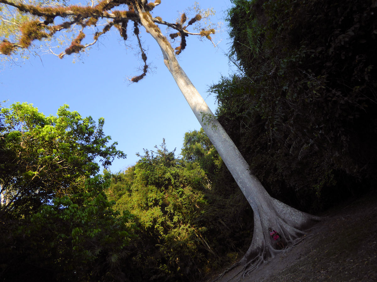 Ceiba en el camino de entrada a las ruinas de Tikal, Guatemala