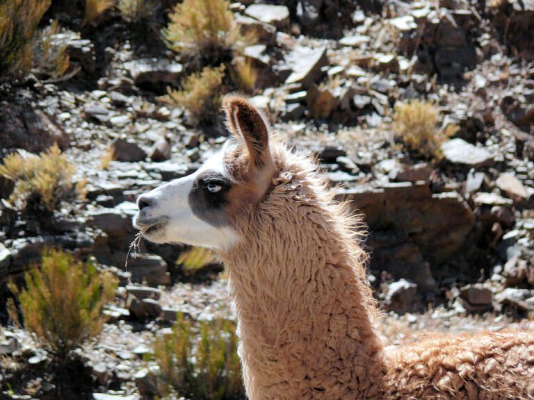 Llama en la Provincia de Jujuy, Argentina