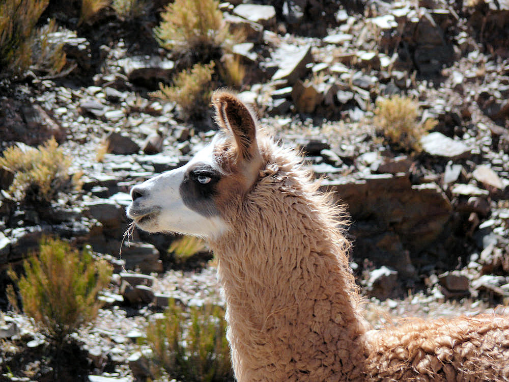 Llama en la Provincia de Jujuy, Argentina