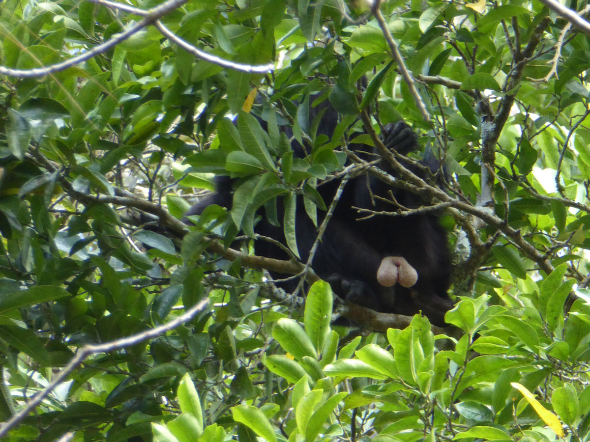 Mono aullador exhibiendo sus testículos, Yaxhá, Petén, Guatemala