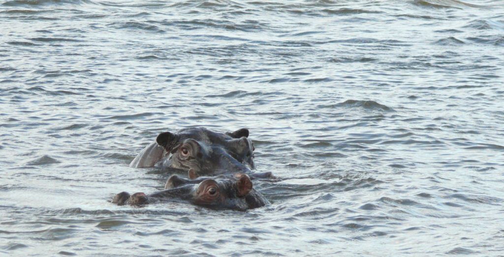 Rinocerontes en el Río Zambezi, Zimbabwe
