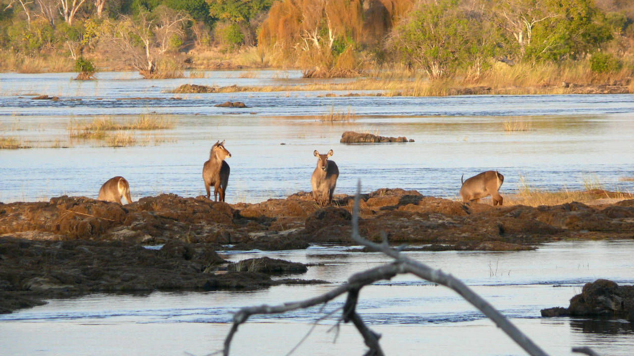Antílopes de agua, Zambezi National Park, Victoria Falls, Zimbabwe