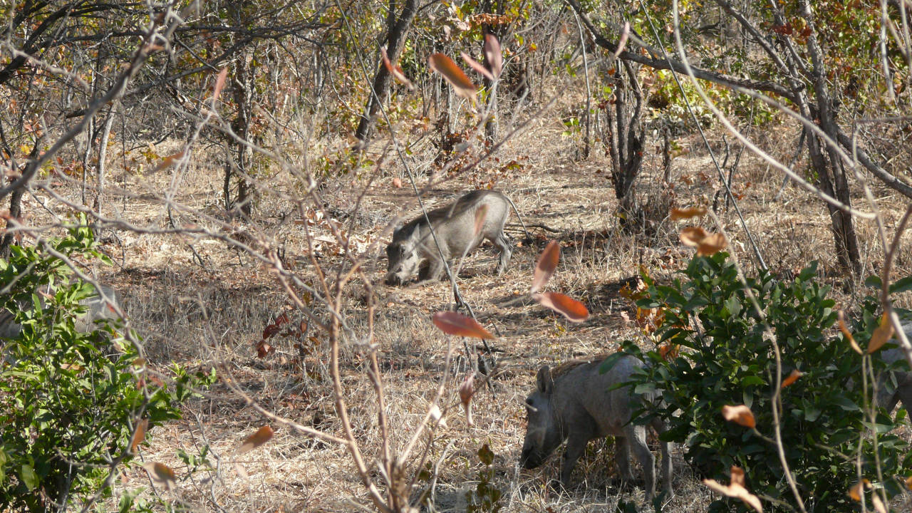 Pumbas, Zambezi National Park, Victoria Falls, Zimbabwe