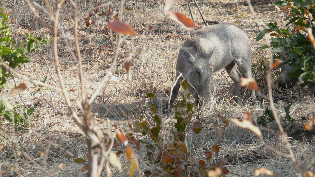 Pumba, Zambezi National Park, Victoria Falls, Zimbabwe