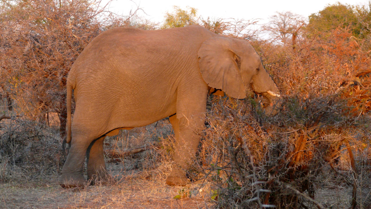 Elefante, Zambezi National Park, Victoria Falls, Zimbabwe