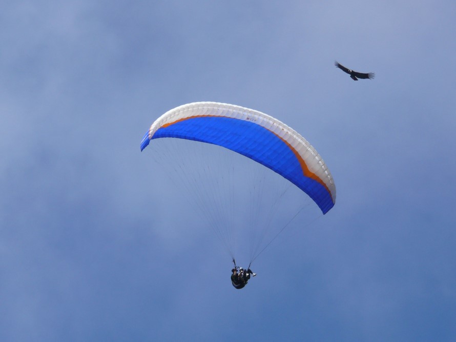 Parapente en vuelo y cóndor
